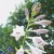 Sunlight through Hosta Petals Sunlight through Hosta Petals