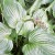A Deep Shade Hosta A Deep Shade Hosta