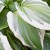 Details on Variegated Hosta Leaves Details on Variegated Hosta Leaves