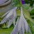 Delicate Bloom Details Delicate Bloom Details