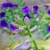 Deep Purple Behind Hosta's Lavender Deep Purple Behind Hosta's Lavender