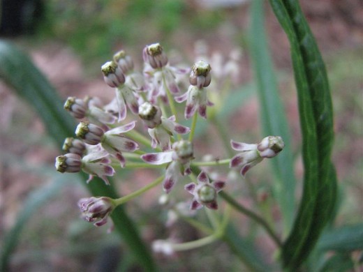 Native Longleaf Milkweed grows in the pineland savannas of south Louisiana.