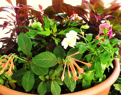 Combination Planter: Made in the Shade.  Coleus, Pansy and Fuchsia relax in the coolness of the shade.