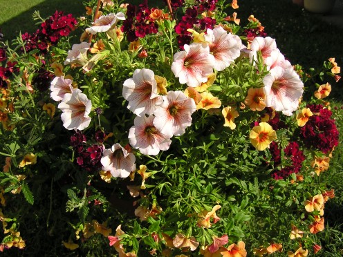 Hot and Spicy Hanging Basket.  Petunia as the  'thriller' , Burgundy Verbena for the 'filler', and Terra Cotta Calibrachoa serve as the 'spiller' for this summer combination hanging basket.