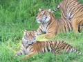 Point Defiance Zoo and Aquarium Provides a Sanctuary for Deserving Animals