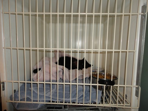 Image of Remington in his cage resting comfortably