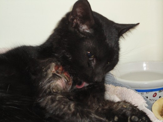 Image of Remington licking his wounds