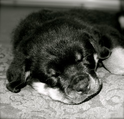 Sleeping Rottweiler Puppy
