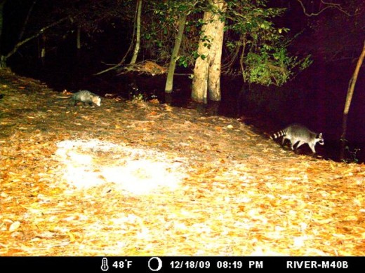 The water is rising and the Opossums and Raccoons look for food.
