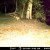 Bobcat prowls the river bank after the flood. Bobcat prowls the river bank after the flood.