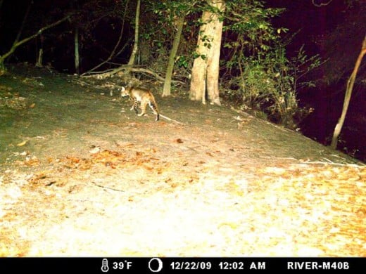 Bobcat prowls the river bank after the flood.