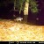 Beaver swims in to join the Raccoons. Beaver swims in to join the Raccoons.