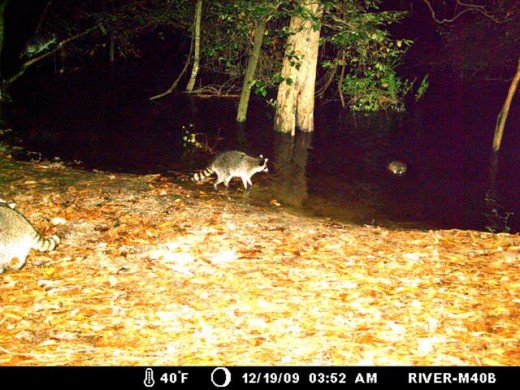 Beaver swims in to join the Raccoons.