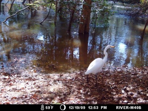 Great White Egret searches for food in the shallows.