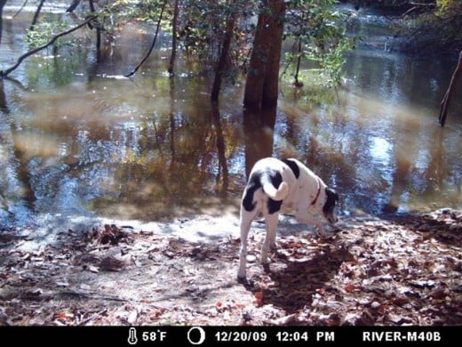 Many "new smells" for Rio, our part Catahoula dog.