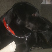 Max A Pooch profile image