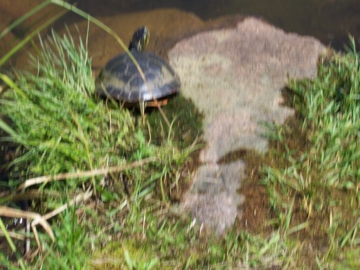 The turtles come out in the spring at a nearby pond.