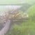 The coconut tree fell down. (Photo by Travel Man)