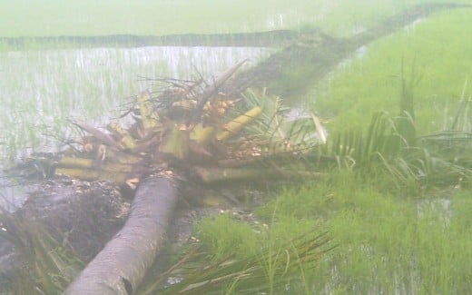 The coconut tree fell down. (Photo by Travel Man)