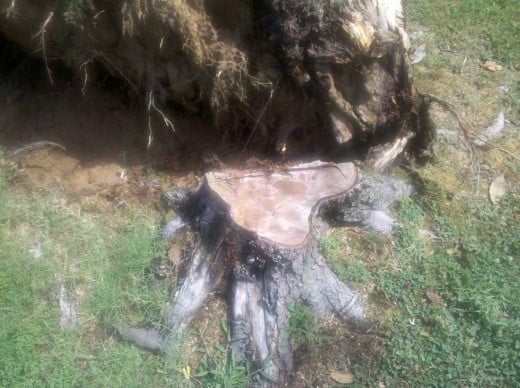 Another View of the fallen tree. Note the cut stump. That wasn't an act of god. The other half fell because it was lacking "half the tree". Another View of the fallen tree. Note the cut stump. That wasn't an act of god. The other half fell because it was lacking "half the tree".
