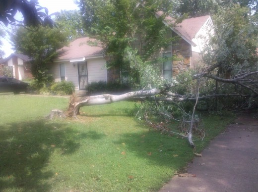 Tree Falls...hits car...who's fault is it? Tree Falls...hits car...who's fault is it?
