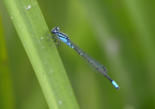 A smaller tripod can aid when you want to get closer to a low subject, such as an insect on a blade of grass.