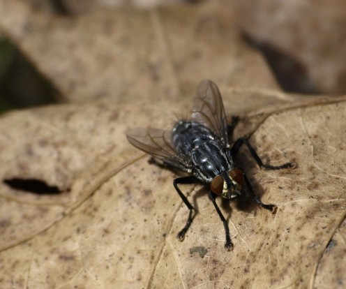Common Housefly 