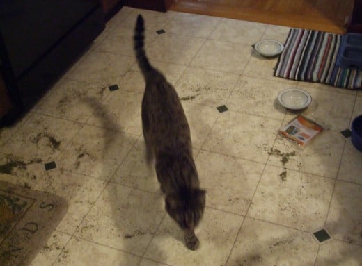 As usual, our newest cat Skeeter is a blur in this photo, as he races through the kitchen.