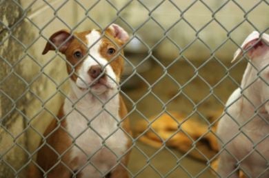 Because of the stigma associated with pit bulls, many of these pups end up at the pound 