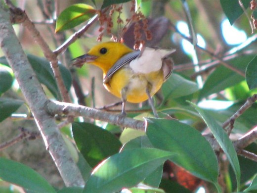 When the male is not singing, he's bringing food to the young.