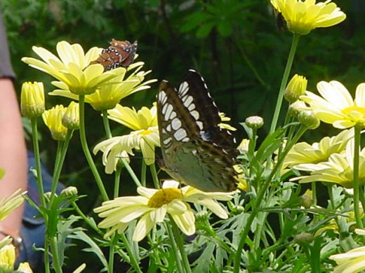 Brightly colored flowers will often attract butterflies to your garden.  This will really excite your children.