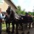 1st June 2011 we welcomed horses to our B&B for the first time