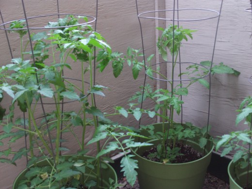Tomato plants growing with the help of cages.