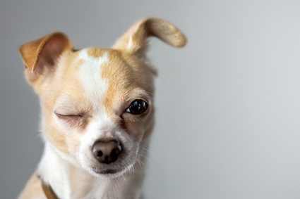 Dog Eye Problems