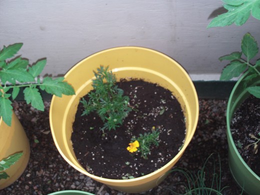 Another picture of the blooming marigold, which was beginning to wilt.