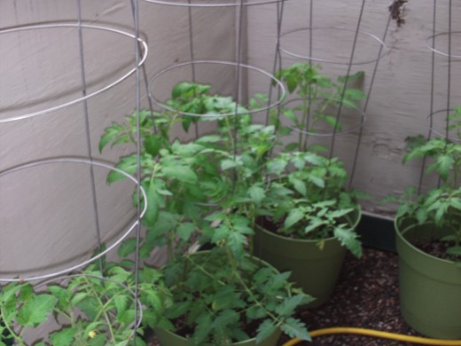 Several tomato plants growing taller with the aid of the cages.