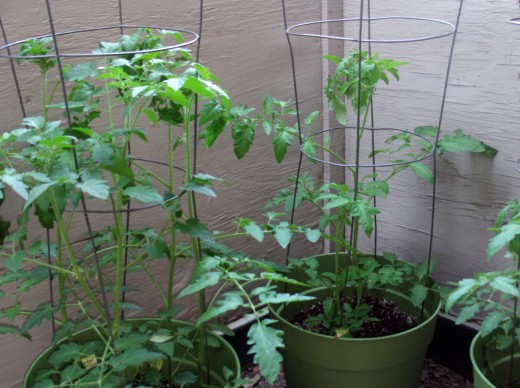 The tomato plants are growing larger.