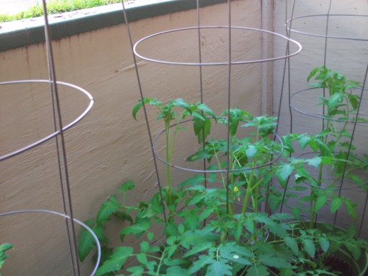 Tomato cages help the plants from drooping over as they grow.