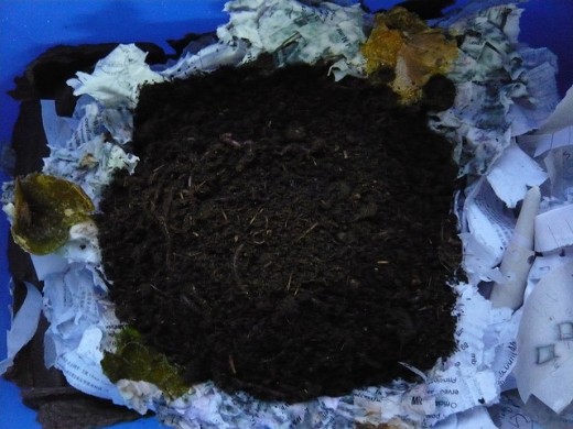 Composting Worms in a Worm Bin