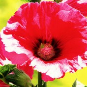 hollyhock profile image