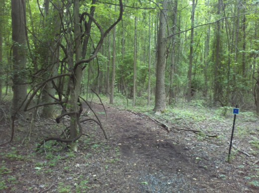 The Blue Trail at the Rancocas Nature Center winds visitors through a woody area.