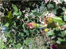 Yesterday, these used to be rosebuds. 