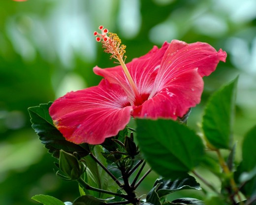 Summertime Flowers