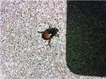 Japanese Beetle