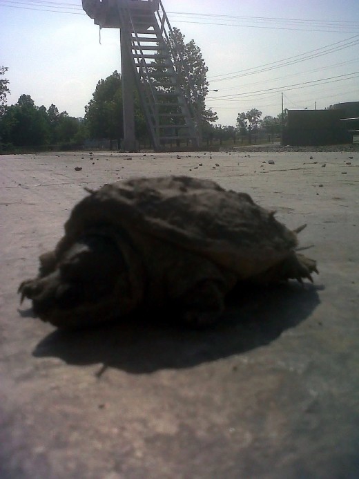 As I was locking up the gates at work today I came across this little guy.  I wish I would've had a decent camera with me today.