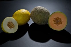 Food Safety - Vegetables and Fruit