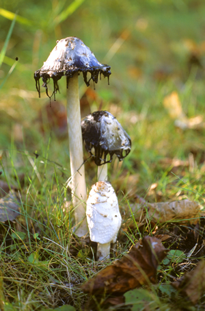 The shaggy ink cap dripping its black spore ink.