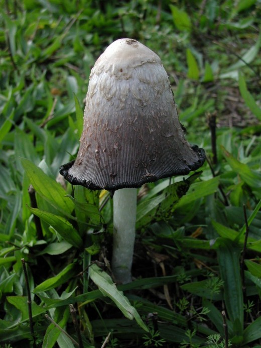 Closer look on the shaggy ink cap.