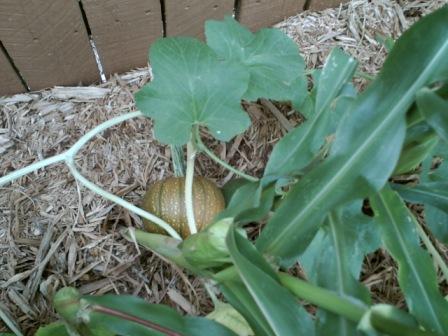 Pumpkin starting to turn orange.