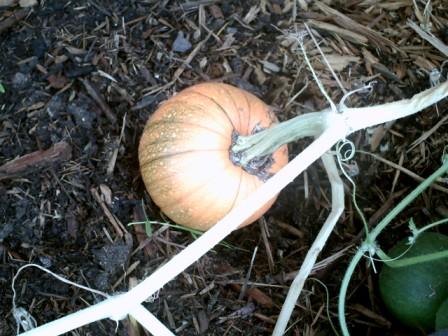 Pumpkin maturing.